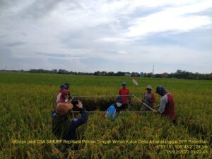 Program CSA Kementan Berdampak Positif Produtivitas Petani Cirebon Meningkat