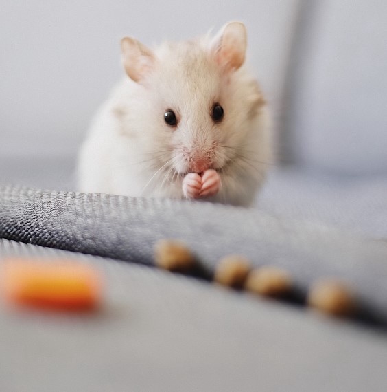 Cara Mengusir Tikus dari Rumah