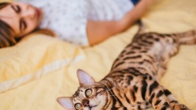 Jangan Remehkan, Berikut 5 Manfaat Tidur Bersama Kucing