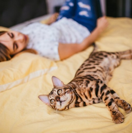 Jangan Remehkan, Berikut 5 Manfaat Tidur Bersama Kucing