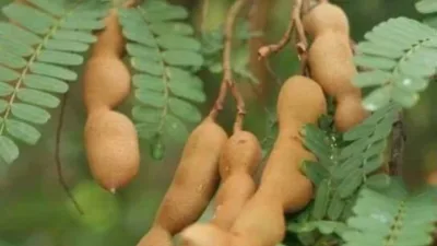 Buah Asam: Superfood Alami, Segudang Manfaat untuk Kesehatan