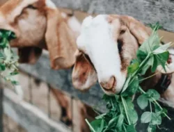 Pasar Kambing Lokal: Stabilitas, Peluang, dan Masa Depan di Indonesia