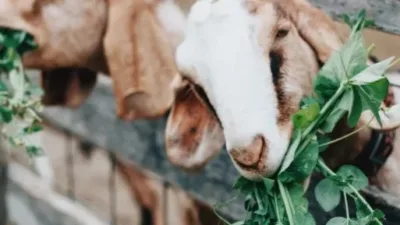 Pasar Kambing Lokal: Stabilitas, Peluang, dan Masa Depan di Indonesia