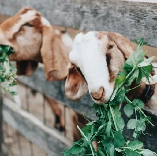 Pasar Kambing Lokal: Stabilitas, Peluang, dan Masa Depan di Indonesia