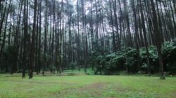 5 Alternatif Tempat Wisata di Bogor Selain Puncak