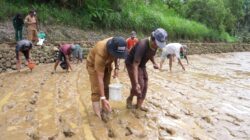 Manfaatkan Program Pompanisasi, Warga Sinjai Tanam 3 Kali Setahun